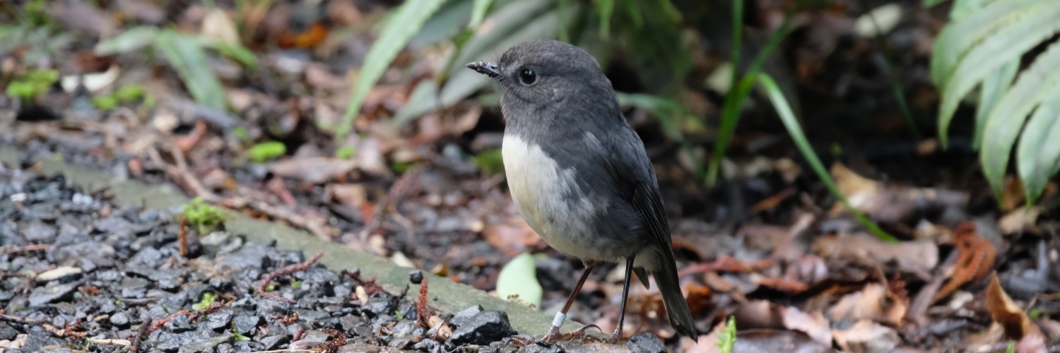Stewart Island robin