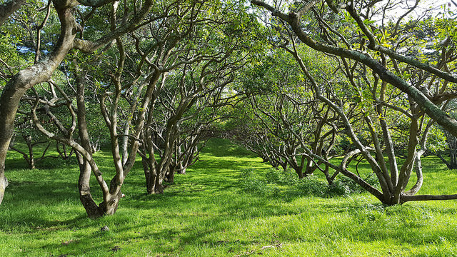 Avocado Grove at Ōtuataua Stonefields