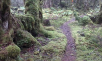 Longwood Forest