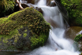 Little stream and mossy rocks